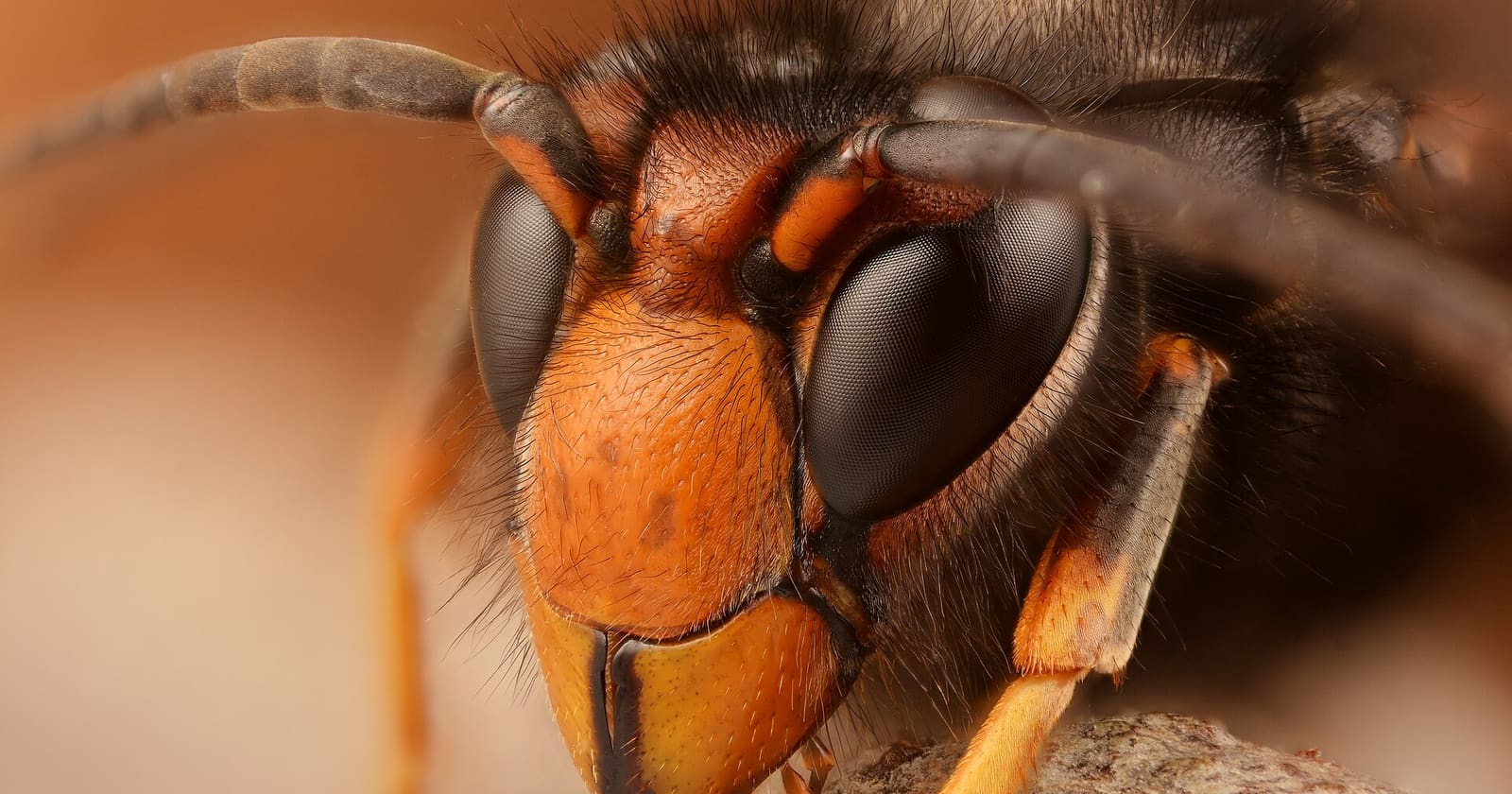 Nido de avispa asiática (Vespa velutina) en árbol