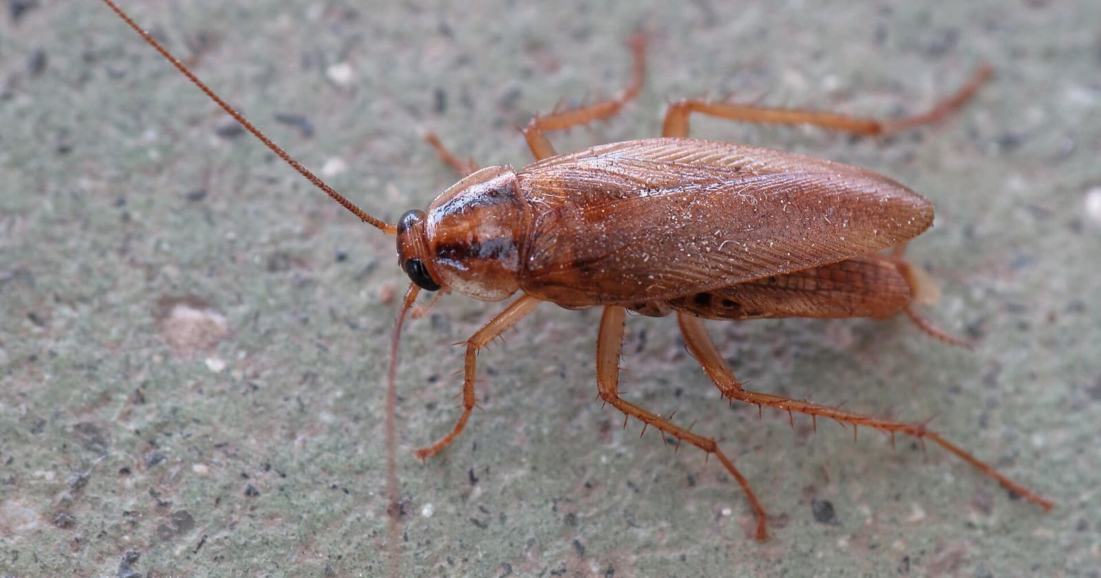 Cucaracha germánica adulta, comparada con la americana en el artículo