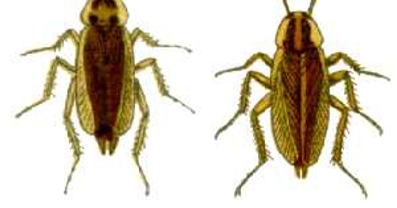 Cucaracha germánica, una de las plagas más comunes en los hogares españoles