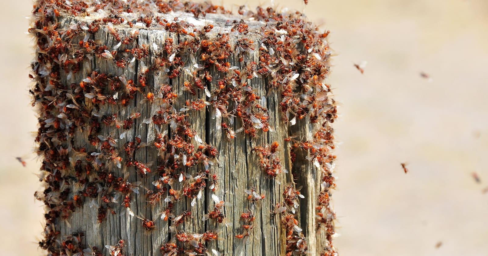 Reina alada de Lasius niger, la especie de hormigas voladoras más común