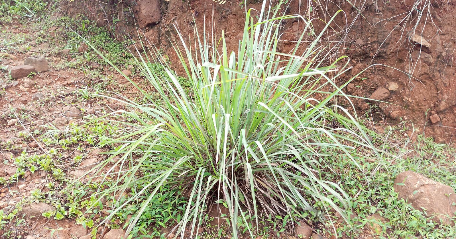 Citronela (Cymbopogon citratus), planta repelente natural de mosquitos