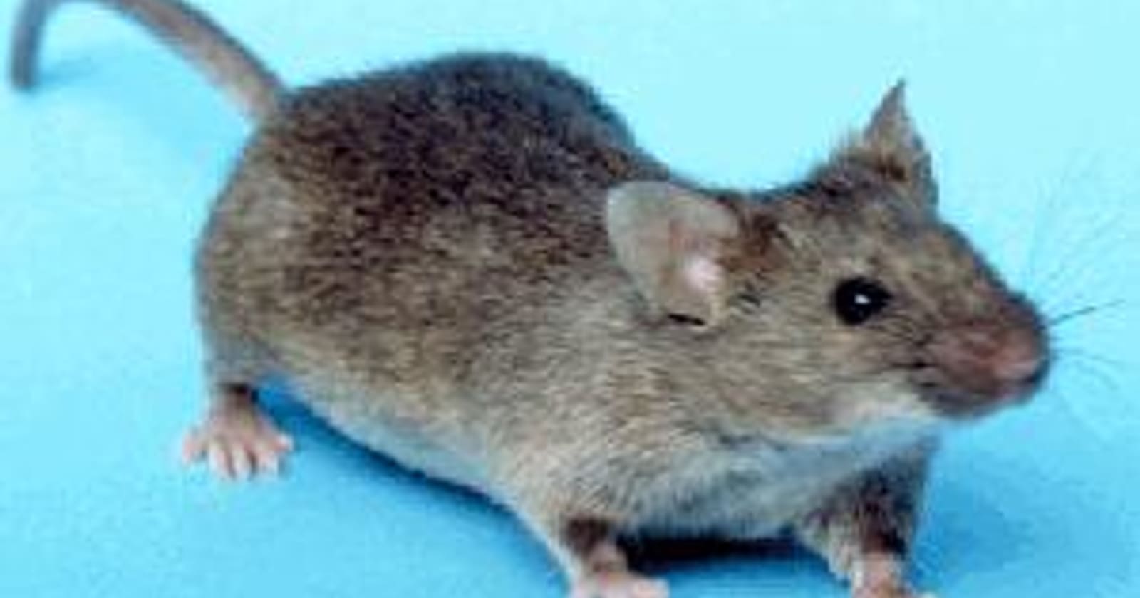 Ratón doméstico (Mus musculus), la especie más habitual en casa