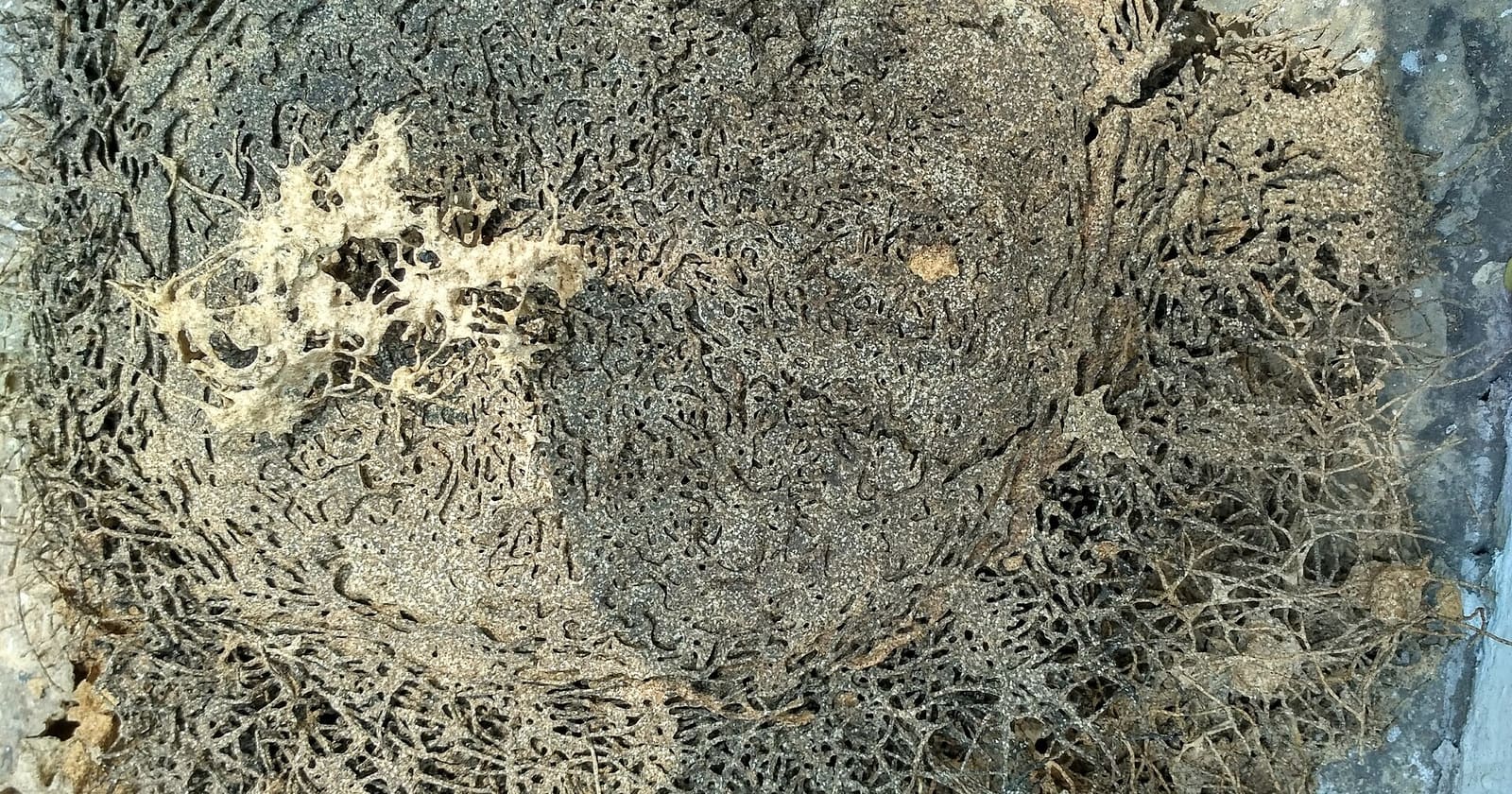 Daño visible de termitas en una viga de madera